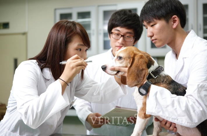 올해 정시에서 의대 약대 치대 한의대 수의대 합산 지역인재전형의 평균 경쟁률은 5.08대1을 기록했다. 지역인재 의무선발 전인 지난해 10개교 6.33대1(모집 221명/지원 1399명)을 기록한 데서 하락했다. /사진=건국대 제공