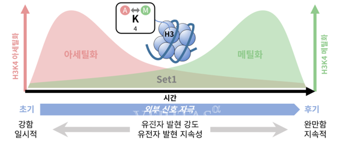 강원대 분자생명과학과 이정신/조용준 교수 연구팀,  '히스톤 변형의 시간차 조합을 통한 유전자 발현 정밀 조…