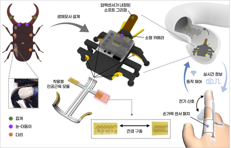 KAIST 인공근육으로 걷고 촉각으로 감지하는'딱정벌레 로봇'개발