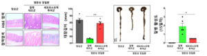 국립강릉원주대 장내 미생물의 세포외소포체 기반 염증성 장 질환 치료... - 뉴스 썸네일 이미지